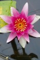 NYMPHAEA 'René Gerard'
