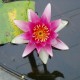 NYMPHAEA 'René Gerard'