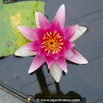 NYMPHAEA &#039;René Gerard&#039;