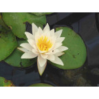 NYMPHAEA tetragona