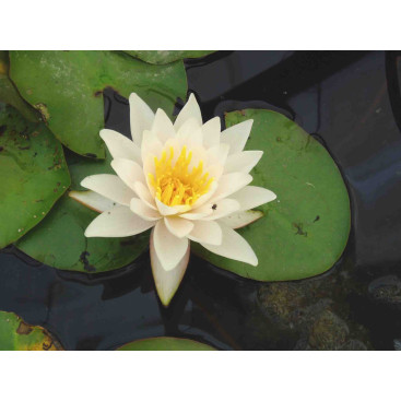 NYMPHAEA tetragona