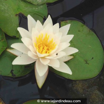 NYMPHAEA tetragona