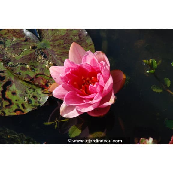 NYMPHAEA 'Berit Strawn'