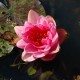 NYMPHAEA 'Berit Strawn'