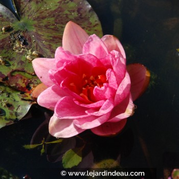 NYMPHAEA &#039;Berit Strawn&#039;