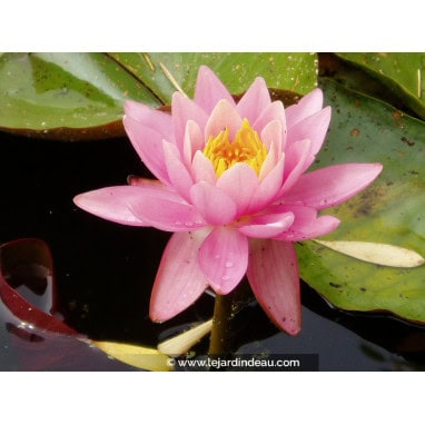 NYMPHAEA \'Fire Crest\'