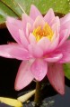 NYMPHAEA 'Fire Crest'