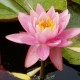 NYMPHAEA 'Fire Crest'