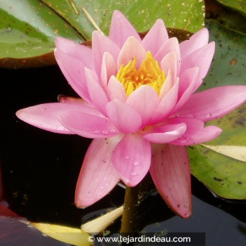 NYMPHAEA &#039;Fire Crest&#039;