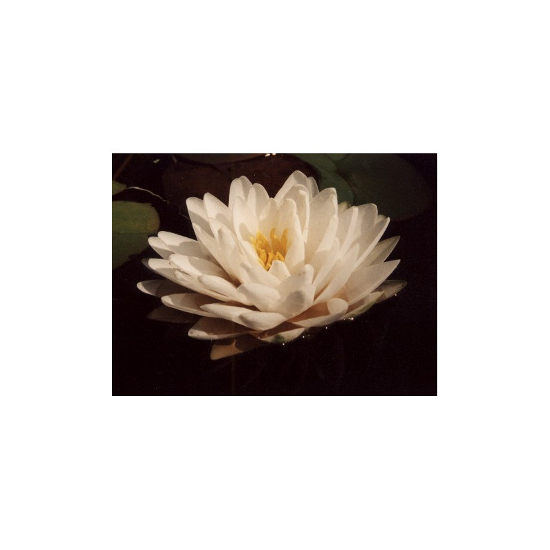 NYMPHAEA 'Gonnere' NYMPHAEA 'Gonnere'