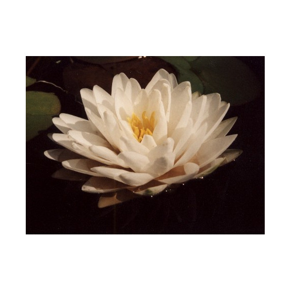 NYMPHAEA 'Gonnere'