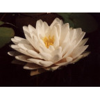 NYMPHAEA 'Gonnere' NYMPHAEA 'Gonnere'
