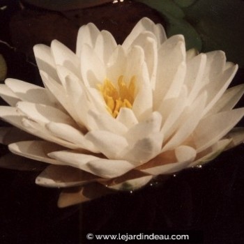 NYMPHAEA &#039;Gonnere&#039;