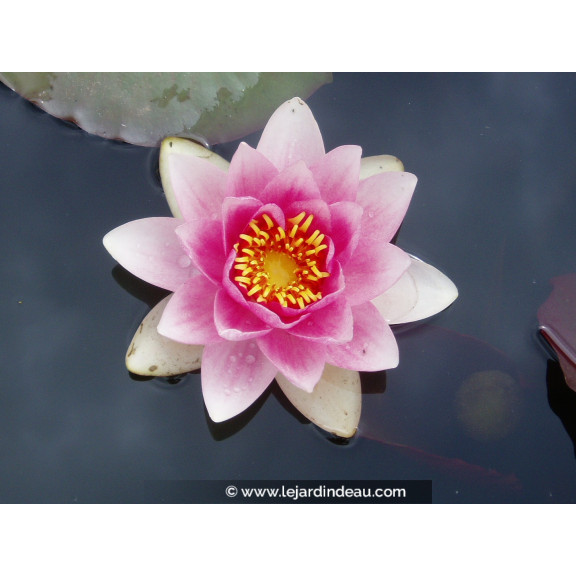 NYMPHAEA 'Masaniello'