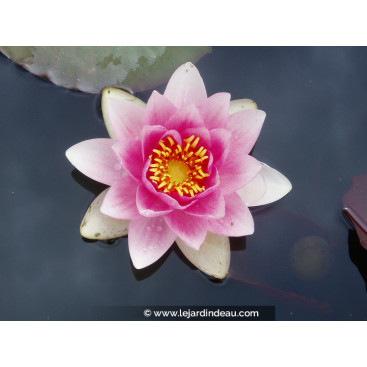 NYMPHAEA \'Masaniello\'