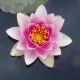 NYMPHAEA 'Masaniello'