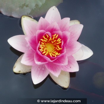 NYMPHAEA &#039;Masaniello&#039;