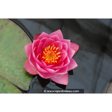 NYMPHAEA \'James Brydon\'