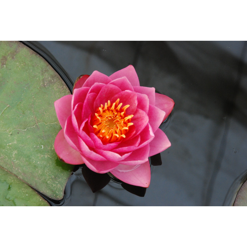 NYMPHAEA 'James Brydon'