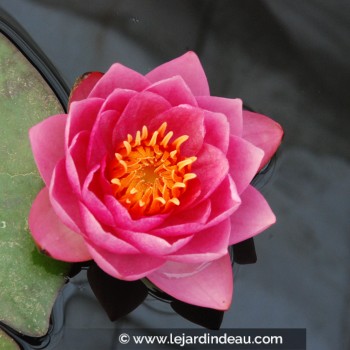 NYMPHAEA &#039;James Brydon&#039;