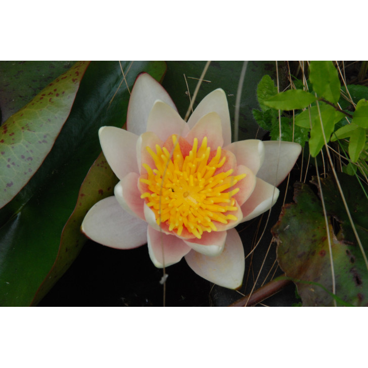 NYMPHAEA 'Paul Hariot'