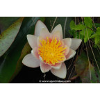 NYMPHAEA 'Paul Hariot'