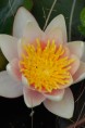 NYMPHAEA 'Paul Hariot'