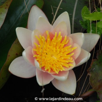 NYMPHAEA &#039;Paul Hariot&#039;