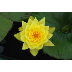 NYMPHAEA 'Joey Tomocick' NYMPHAEA 'Joey Tomocick'