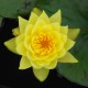 NYMPHAEA 'Joey Tomocick'