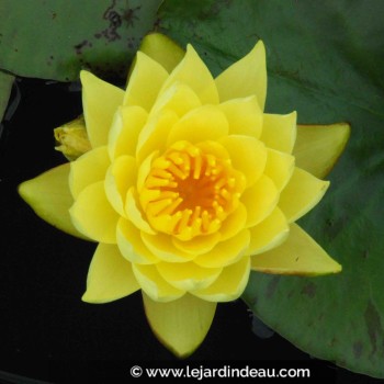 NYMPHAEA &#039;Joey Tomocick&#039;