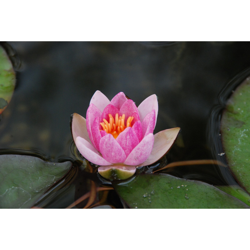 NYMPHAEA 'Pygmaea Rubra'