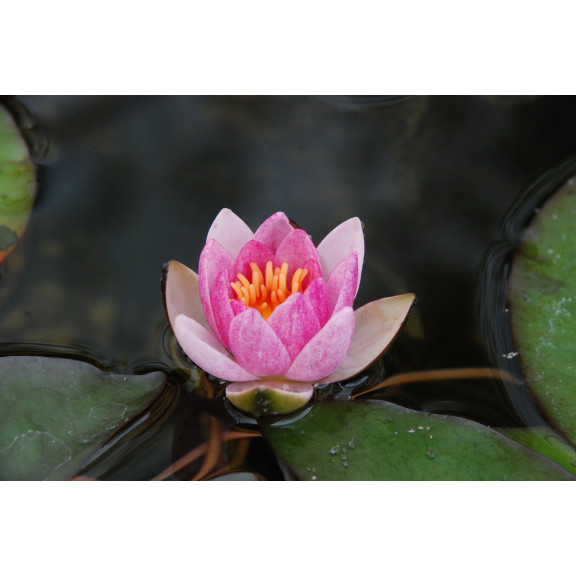 NYMPHAEA 'Pygmaea Rubra'