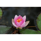 NYMPHAEA 'Pygmaea Rubra'