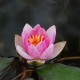 NYMPHAEA 'Pygmaea Rubra'