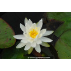 NYMPHAEA 'Caroliniana Nivea'