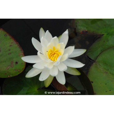 NYMPHAEA \'Caroliniana Nivea\'