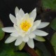 NYMPHAEA 'Caroliniana Nivea'