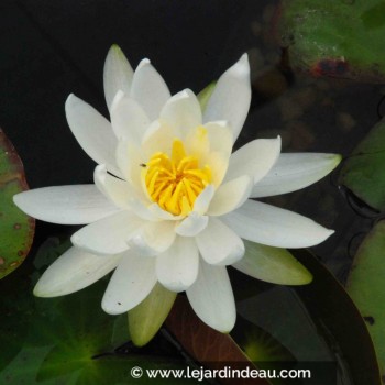 NYMPHAEA &#039;Caroliniana Nivea&#039;