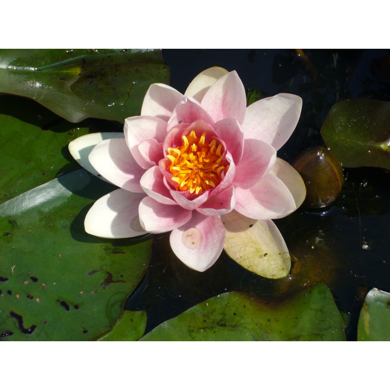 NYMPHAEA 'Fabiola'