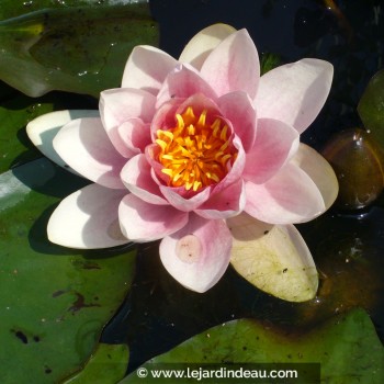 NYMPHAEA &#039;Fabiola&#039;