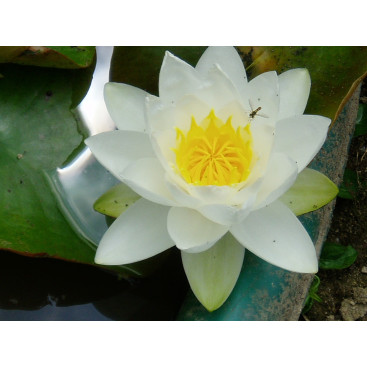 NYMPHAEA \'Gladstoneana\'