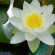 NYMPHAEA 'Gladstoneana'