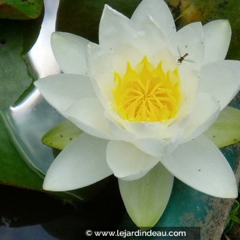 NYMPHAEA &#039;Gladstoneana&#039;