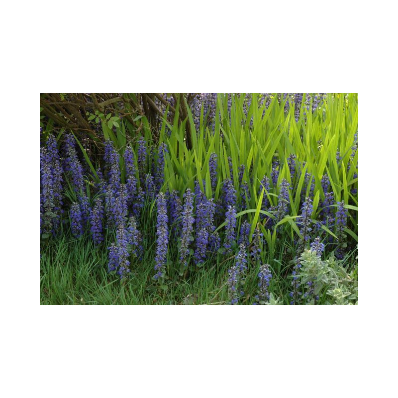 AJUGA reptans 'Catlin's Giant' AJUGA reptans 'Catlin's Giant'