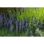 AJUGA reptans 'Catlin's Giant' AJUGA reptans 'Catlin's Giant'