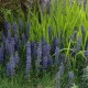 AJUGA reptans 'Catlin's Giant'