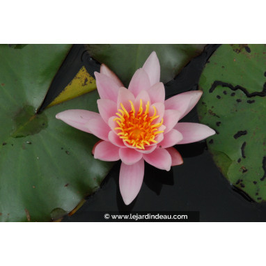 NYMPHAEA \'Rosennymphe\'