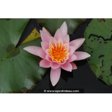NYMPHAEA \'Rosennymphe\'