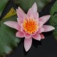 NYMPHAEA 'Rosennymphe'